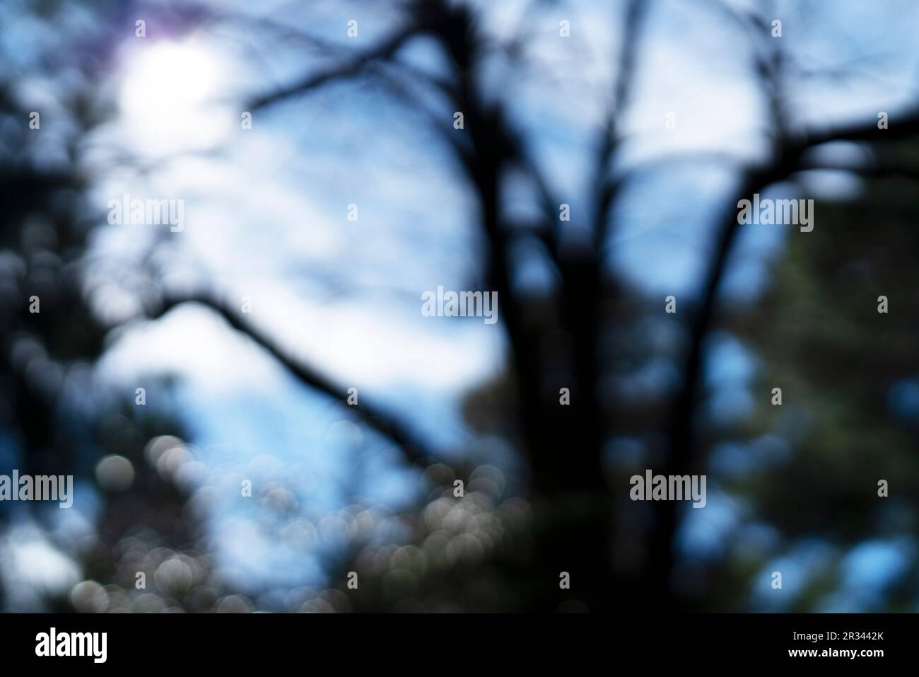 Grey bokeh background of forest hi-res stock photography and images - Alamy