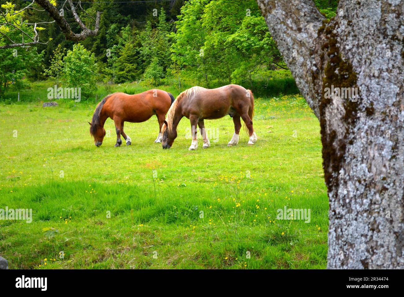 Black Forest Cold Blood Stock Photo - Alamy