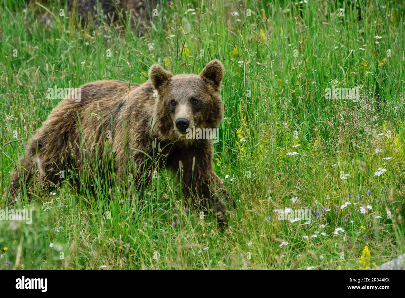oso pardo europeo (Ursus arctos arctos), Les Angles, pirineos catalanes, comarca de Capcir, Francia. Stock Photo