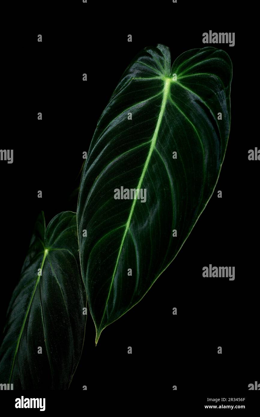 Philodendron Melanochrysum (Black Gold Philodendron Stock Photo Alamy