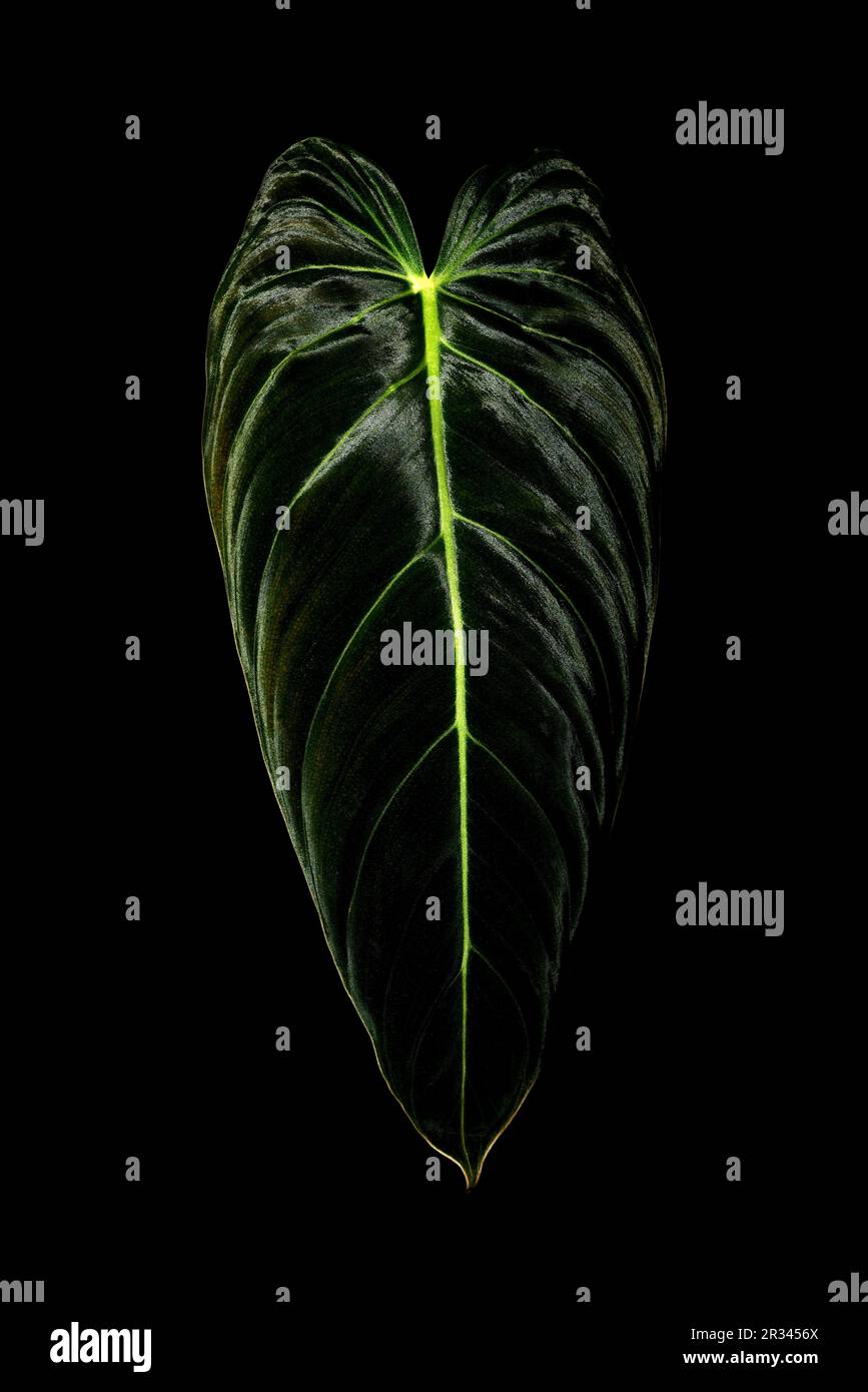 Philodendron Melanochrysum (Black Gold Philodendron Stock Photo Alamy