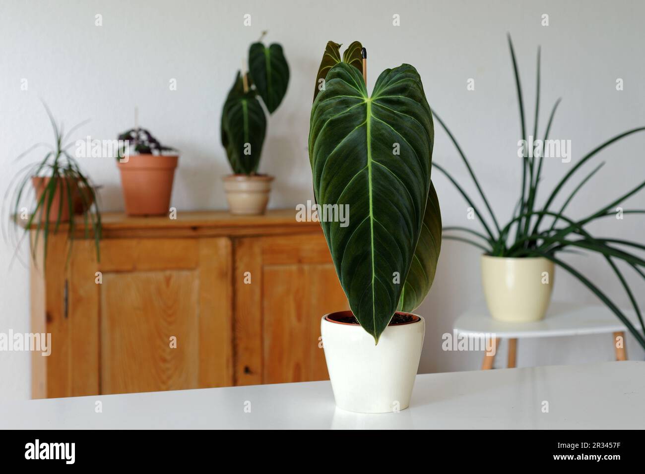 Philodendron Melanochrysum (Black Gold Philodendron Stock Photo Alamy