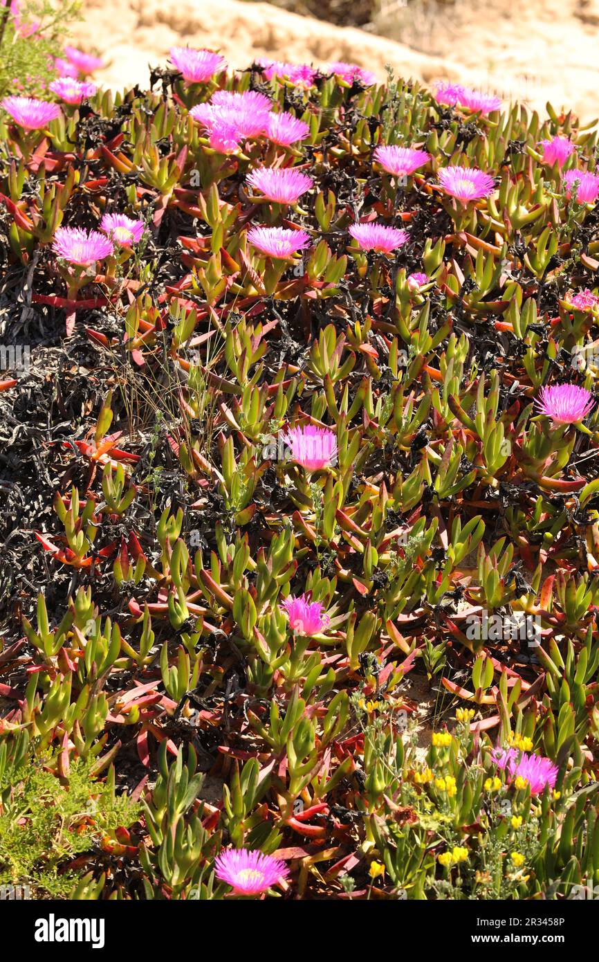 Pink icicle flowers, Carpobrotus acinaciformis, Meia Preia Beach, Lagos, Algarve, Portugal Stock Photo