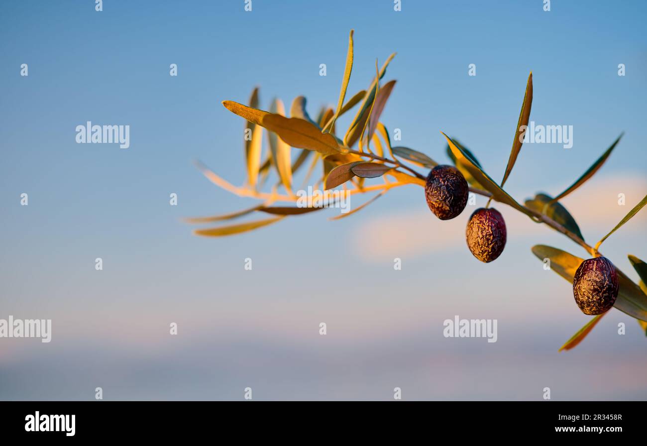 Branch of an olive tree with ripe fruits against a blue sky at sunset, selective focus on olives, a symbol of peace and wisdom, harvesting olives Stock Photo