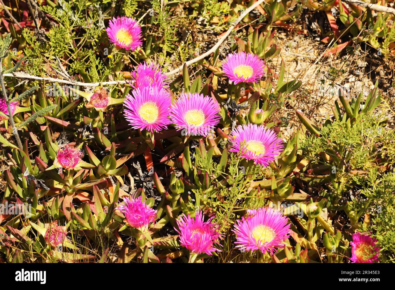 Pink icicle flowers, Carpobrotus acinaciformis, Meia Preia Beach, Lagos, Algarve, Portugal Stock Photo