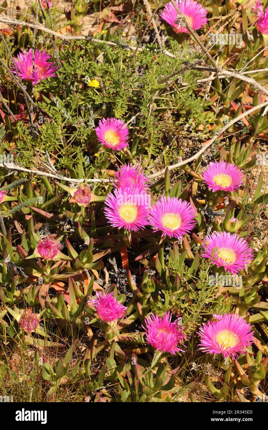 Pink icicle flowers, Carpobrotus acinaciformis, Meia Preia Beach, Lagos, Algarve, Portugal Stock Photo