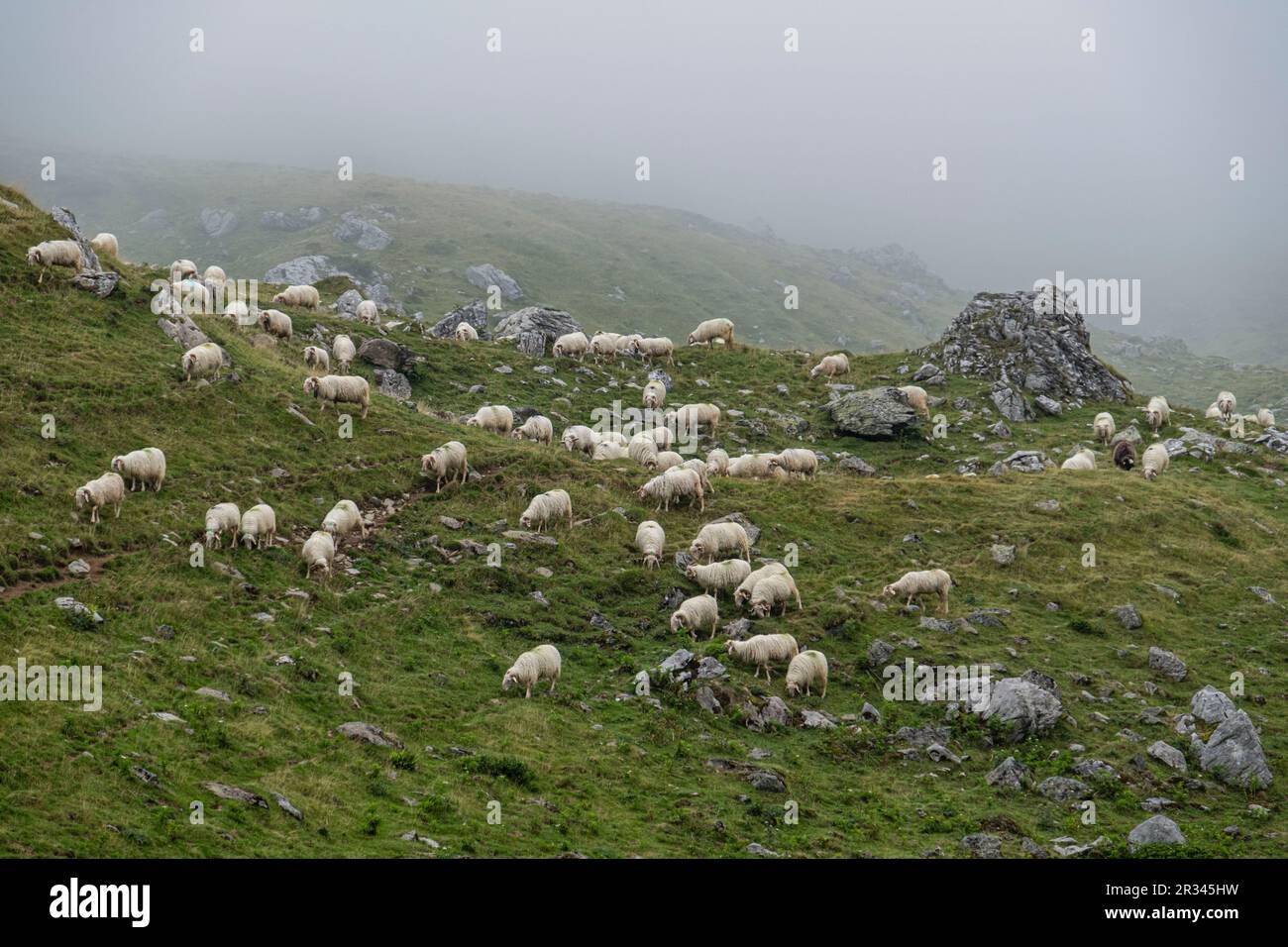 rebaño de ovejas cerca de la cabaña de Anaye, alta ruta pirenaica, región de Aquitania, departamento de Pirineos Atlánticos, Francia. Stock Photo