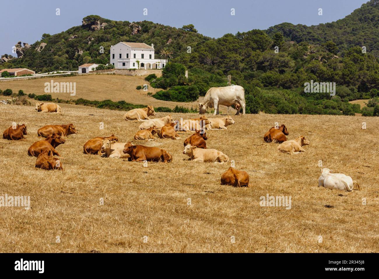 ganado para carne, Alaior, Menorca, Islas Baleares, españa, europa. Stock Photo