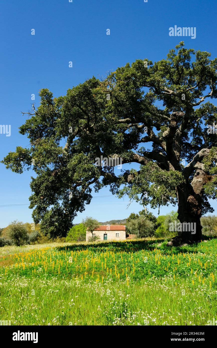 casa bajo un alcornoque, Quercus suber (Alcornoque mediterráneo), aldea de Joao Pires, Beira Alta, Portugal, europa. Stock Photo