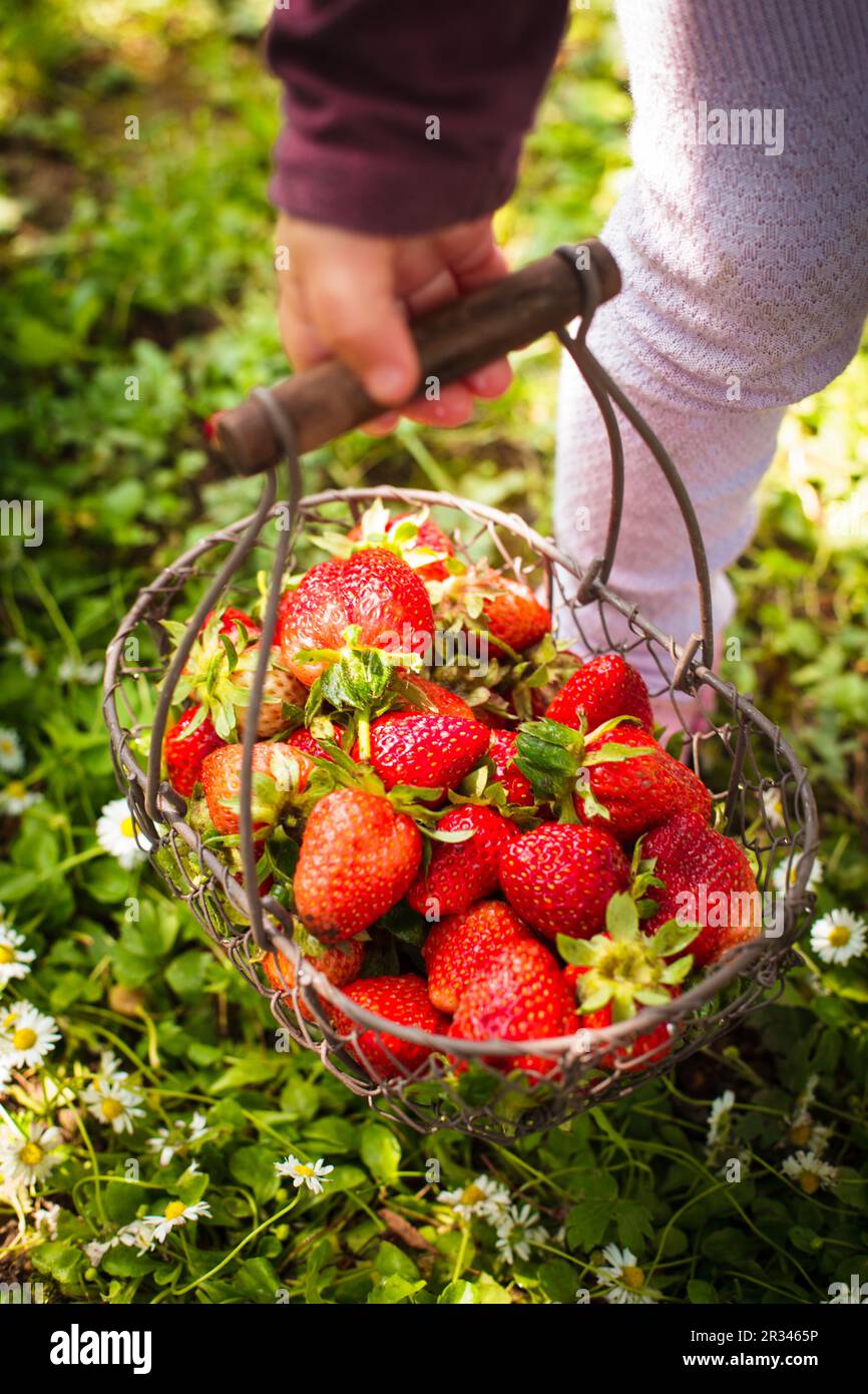 Fresh strawberries Stock Photo