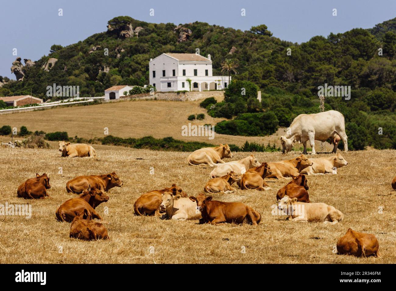 ganado para carne, Alaior, Menorca, Islas Baleares, españa, europa. Stock Photo