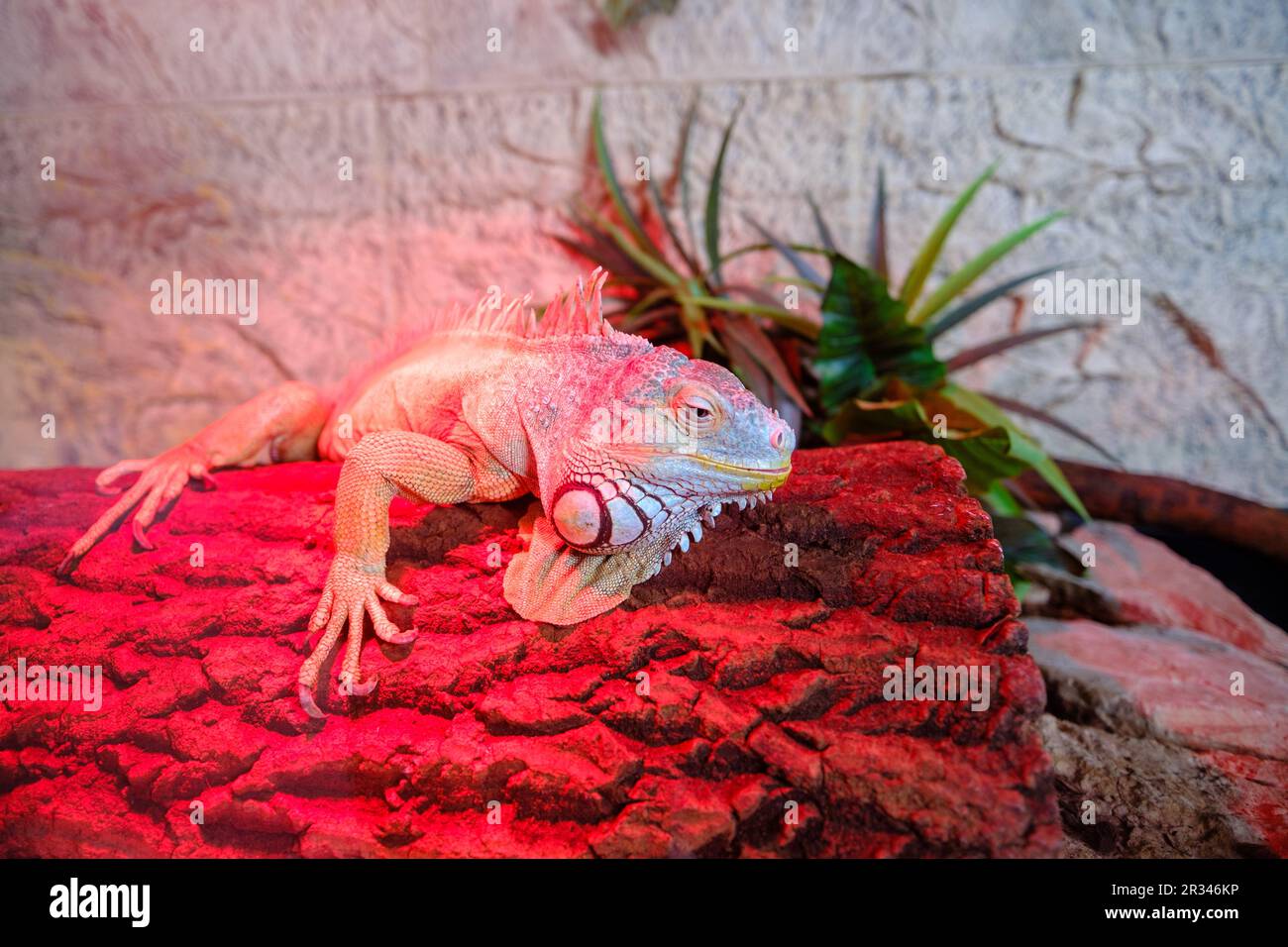 A large lizard is warming up in a terrarium under the light of a red