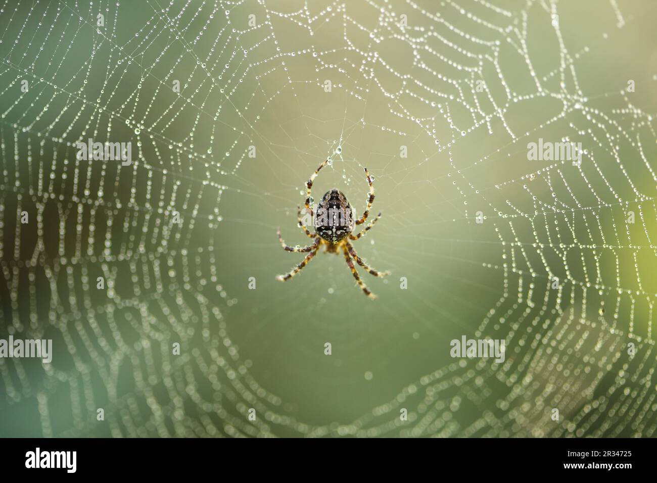 Premium Photo  The spider climbs on the web with blurry green