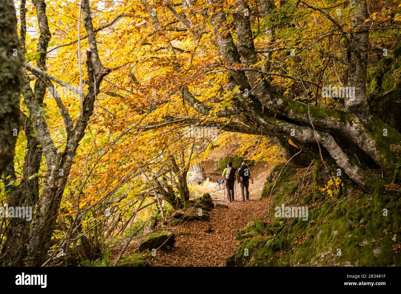 bosque de Carlac, - hayedo de Carlac-, Bausen, valle de Aran ...