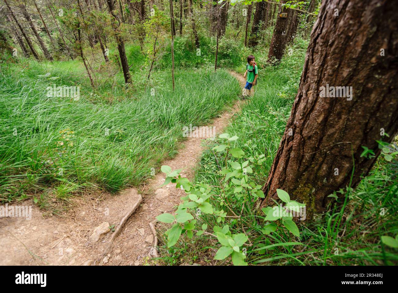 Sendero de la naturaleza hi-res stock photography and images - Alamy