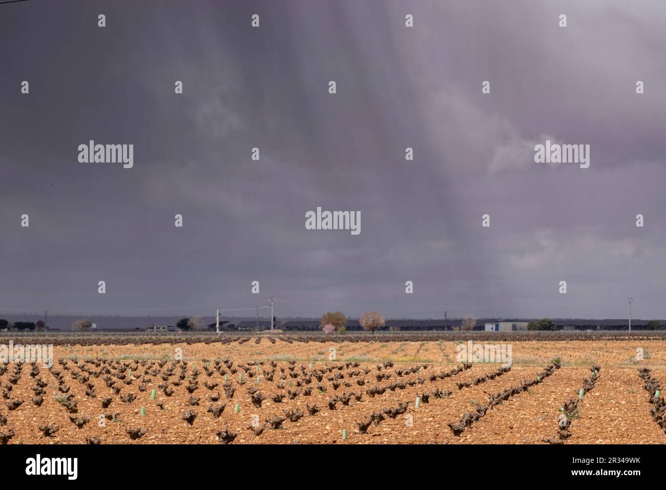 tormenta sobre una viña, Campo de Criptana, provincia de Ciudad Real, Castilla-La Mancha, Spain. Stock Photo