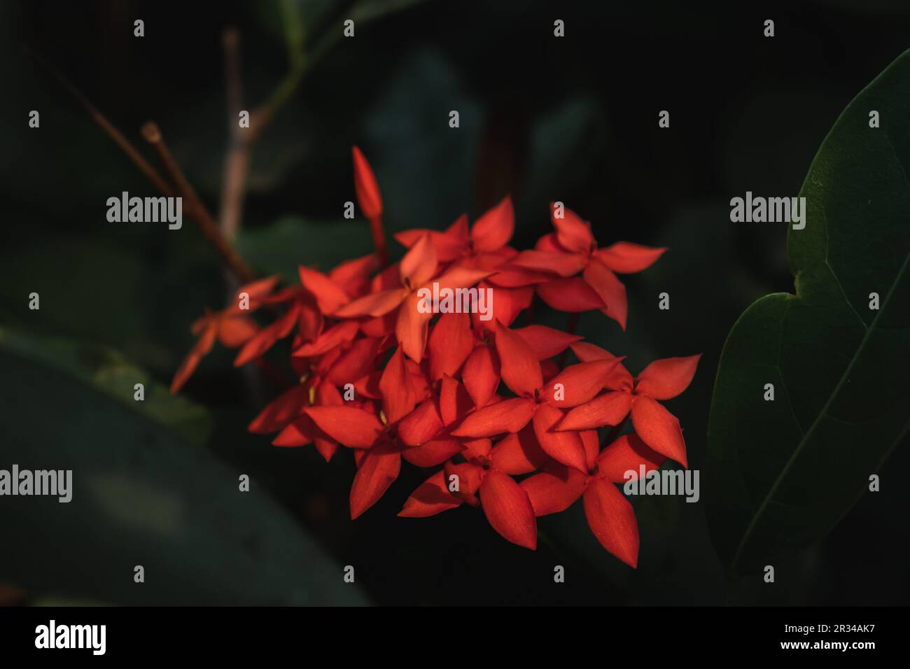 Ixora coccinea is a species of flowering plant in the Rubiaceae family. Stock Photo