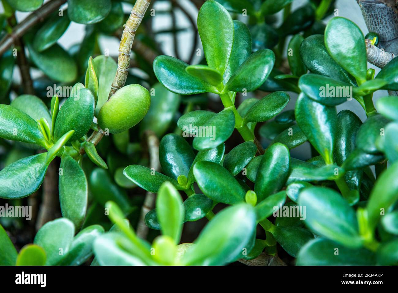 The jade tree is one of nature's most powerful lucky charms. The jade tree is one of the most powerful plants, it is considered a lucky charm Stock Photo