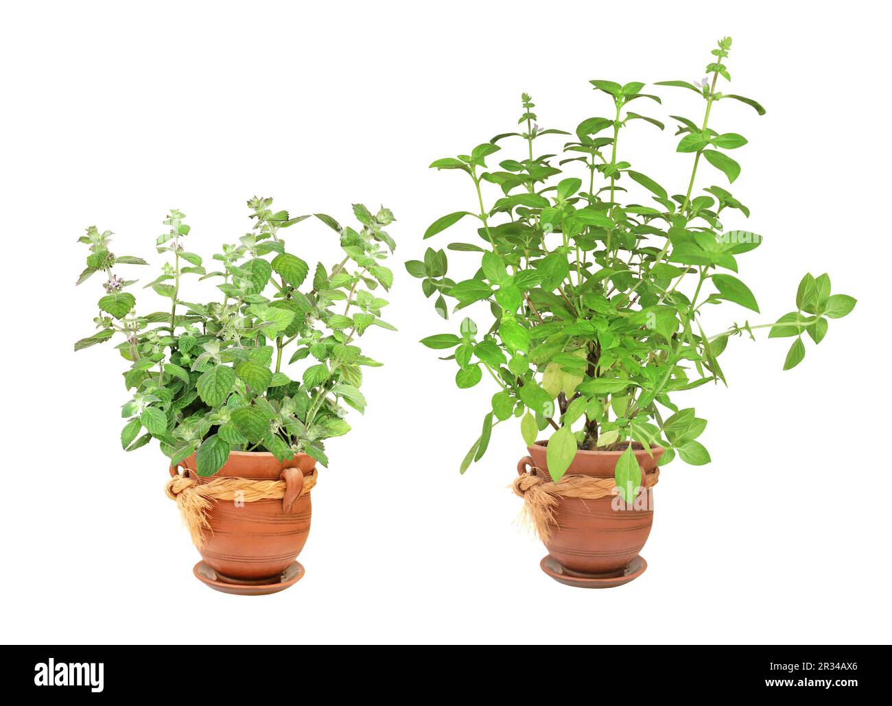 Lemon basil (Hoary basil, Ocimum africanum) and peppermint. Sprigs of Thai lemon basil and peppermint in flowerpots. Lao basil bush and mint in clay f Stock Photo