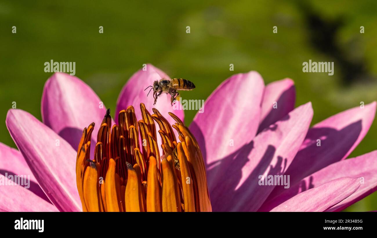 Closeup of a colorful Water Liliy with a flying bee Stock Photo - Alamy