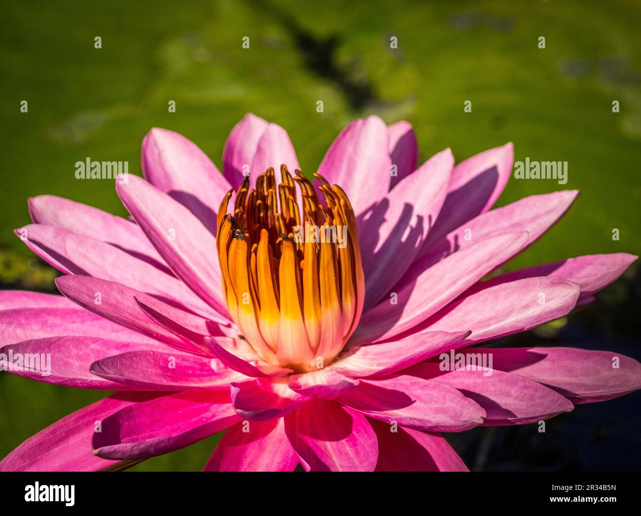Closeup bright water lily hi-res stock photography and images - Alamy