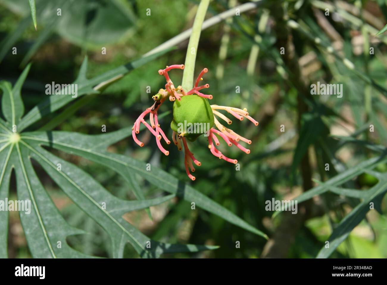Close up of a green fruit and remaining stems which not developed into flowers of a Coral plant (Jatropha Multifida) flower inflorescence Stock Photo