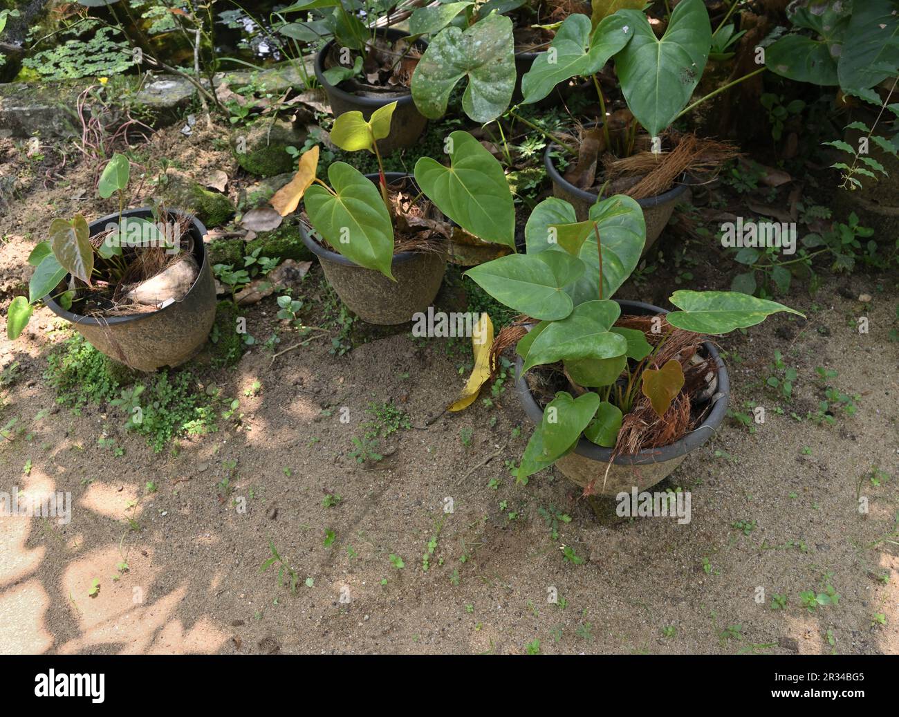 Black plastic garden pots hi-res stock photography and images - Alamy