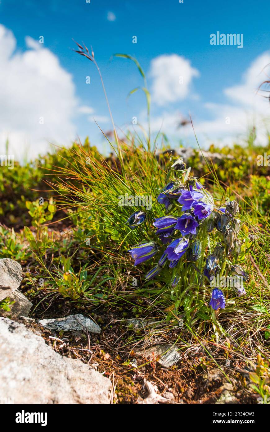 Campanula alpina Stock Photo
