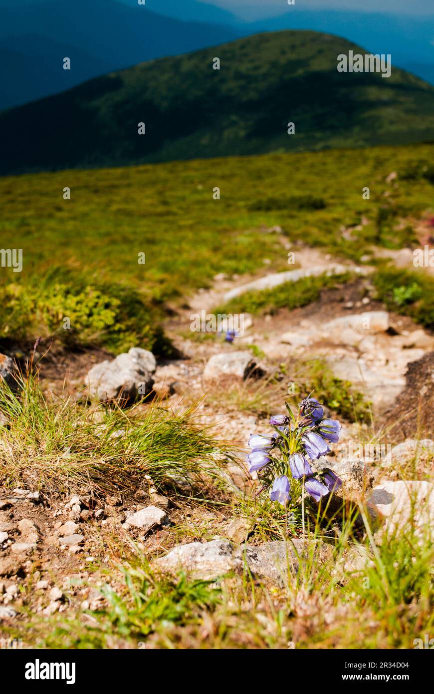Campanula alpina Stock Photo