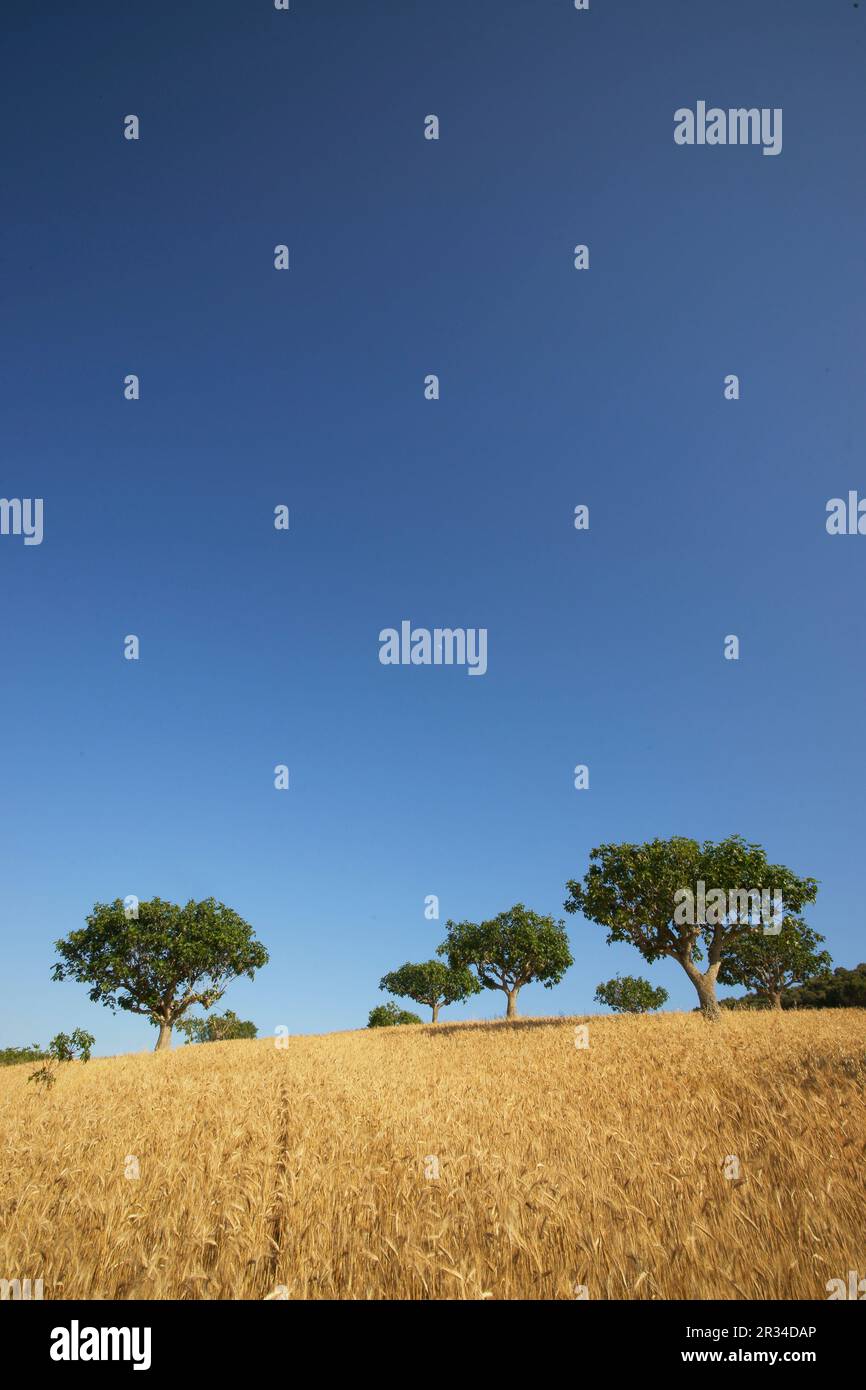 Hojas de cereales hi-res stock photography and images - Alamy