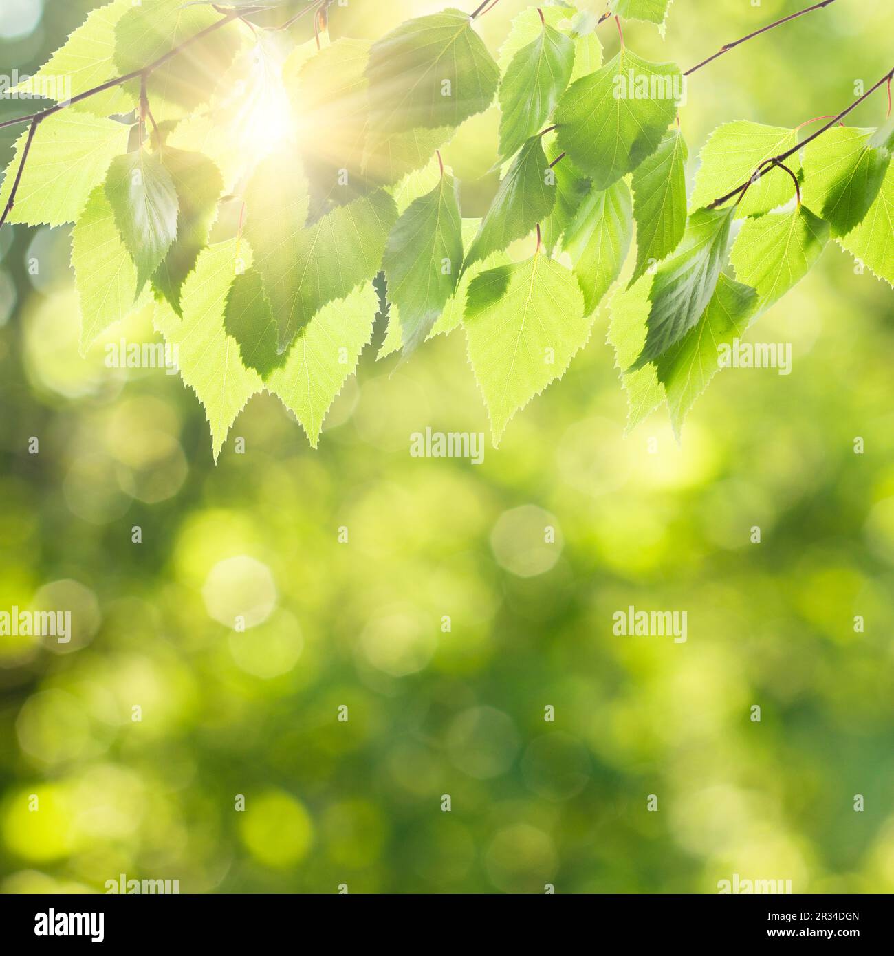 Green leaves space hi-res stock photography and images - Alamy