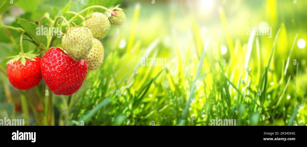 Horizontal banner with strawberries hi-res stock photography and images ...