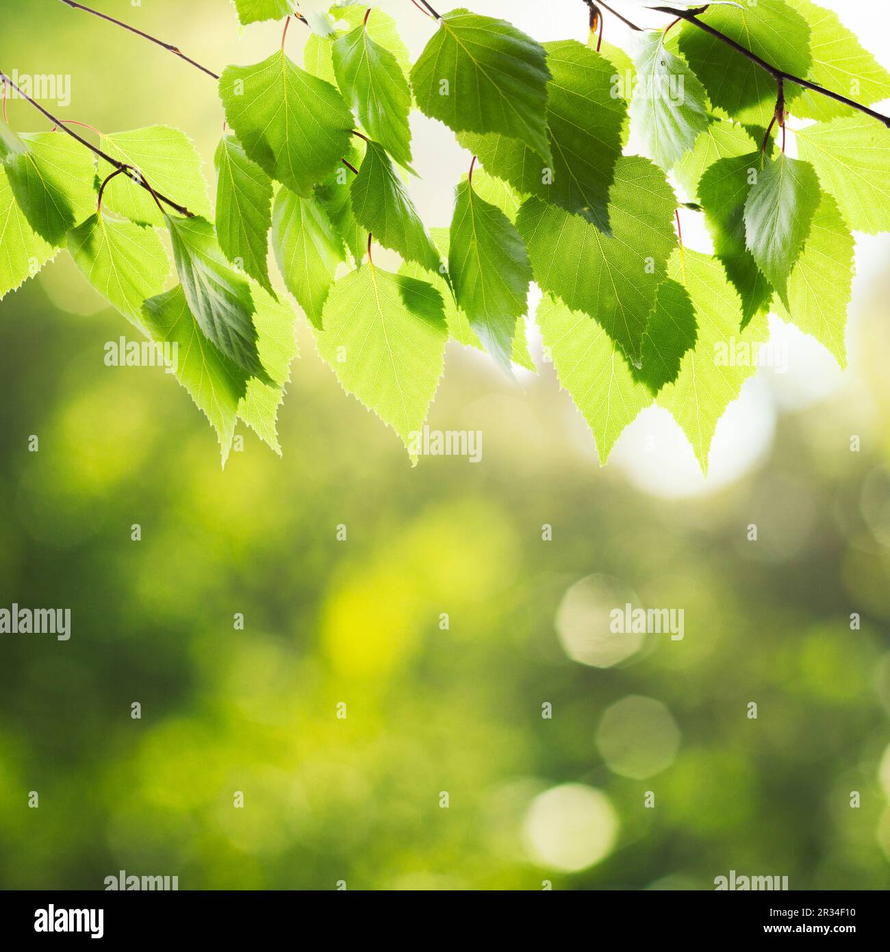Lush green leaves sprout hi-res stock photography and images - Alamy