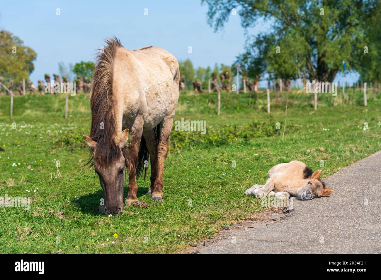 A Heartwarming Sight: Mother and Newborn Konik Pony Grazing on Dutch Grass in a National Park Stock Photo
