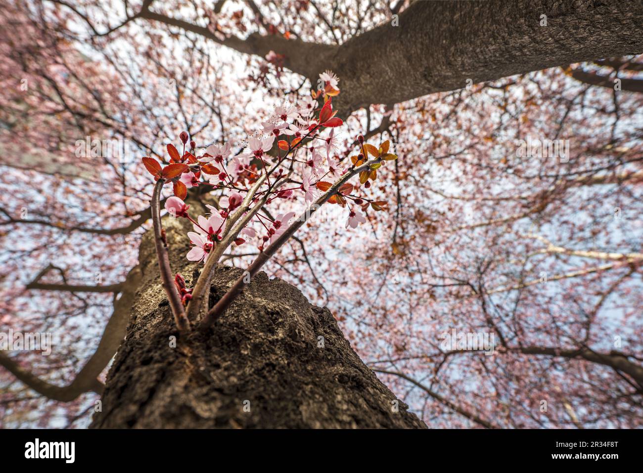 Prunus serrulata commonly called Japanese cherry blossom, is a species