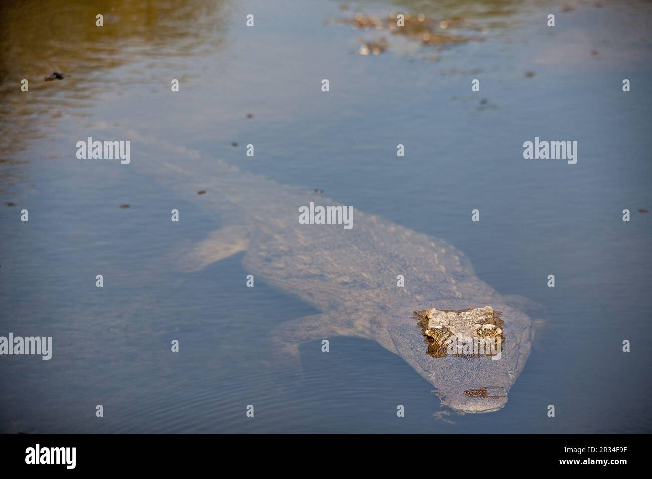 Nile Crocodile Crocodylus niloticus 14868 Stock Photo - Alamy