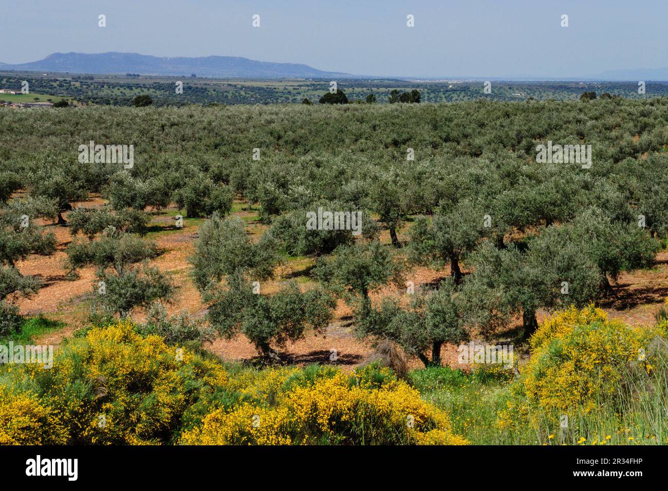 olivos, sierra de los Golondrinos, Extremadura, Spain, europa. Stock Photo