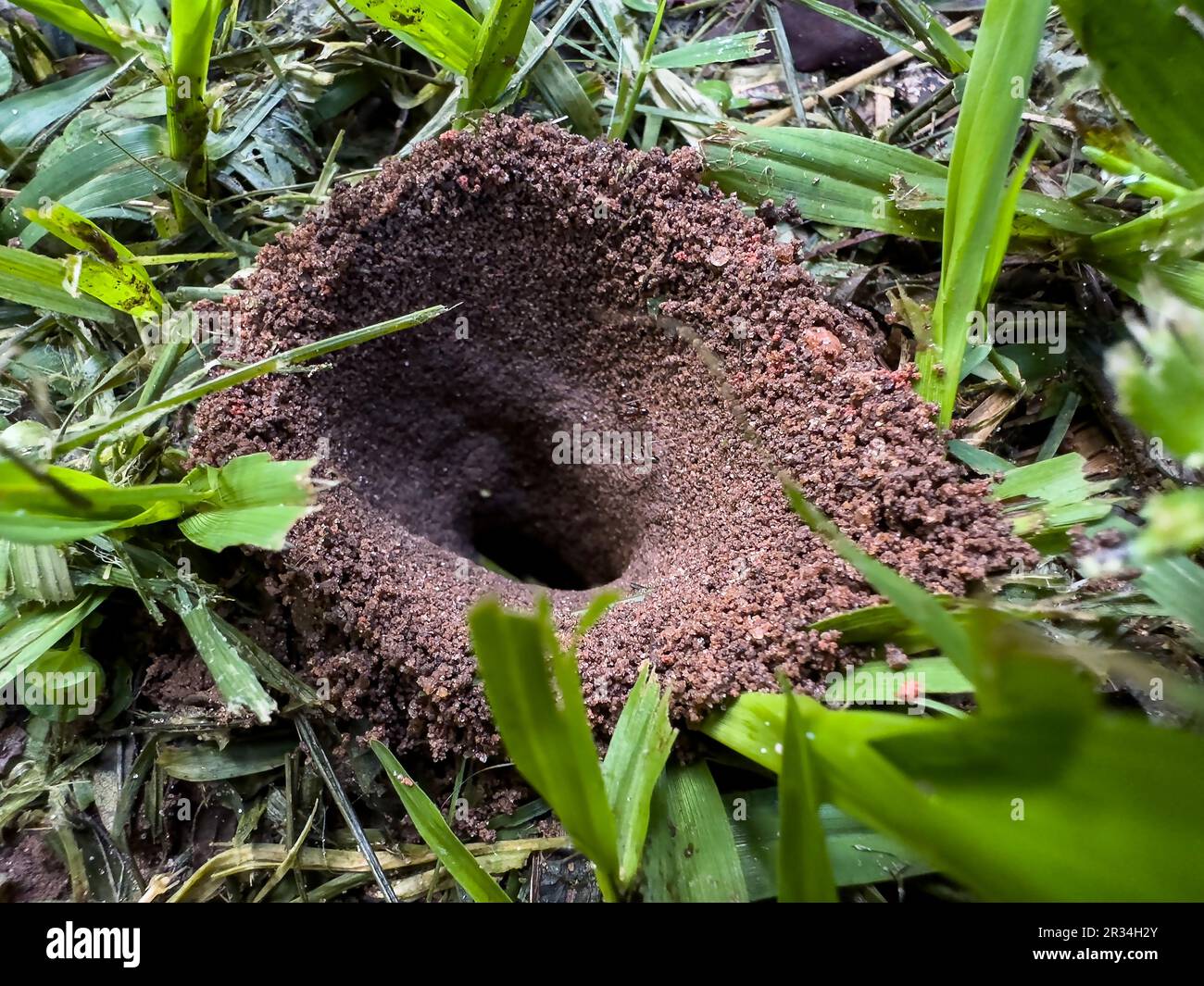 Ant house with two ants coming out Stock Photo - Alamy