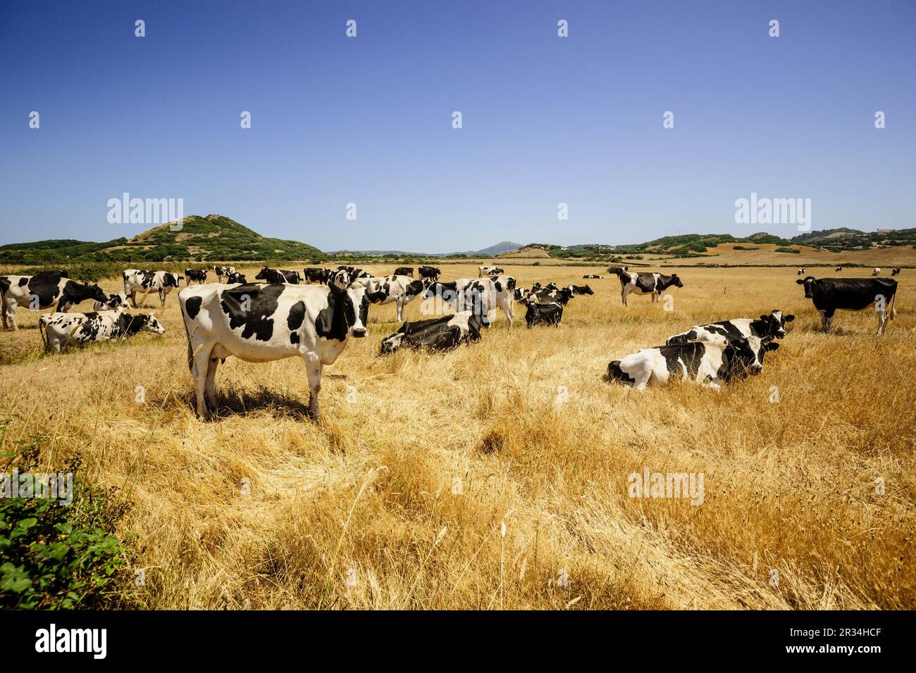 vacas frisonas, es Mercadal, Menorca, Islas Baleares, españa, europa. Stock Photo