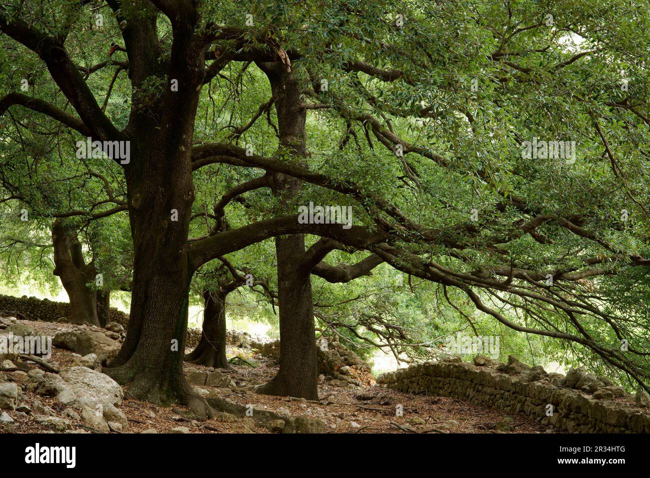 Hojas de quercus hi-res stock photography and images - Alamy