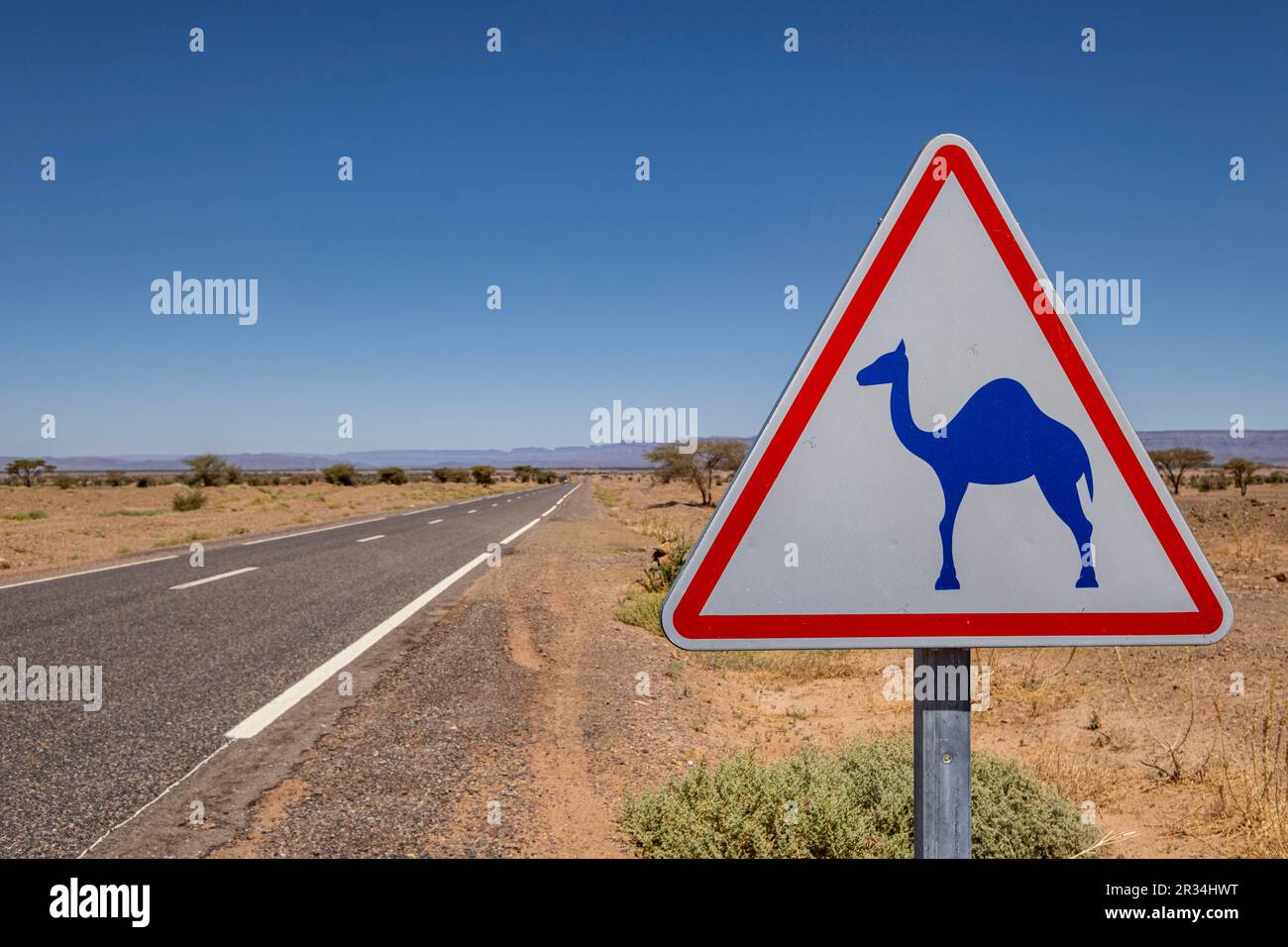 Notice of camels at large, M'Hamid road, Zagora region,Morocco, Africa. Stock Photo