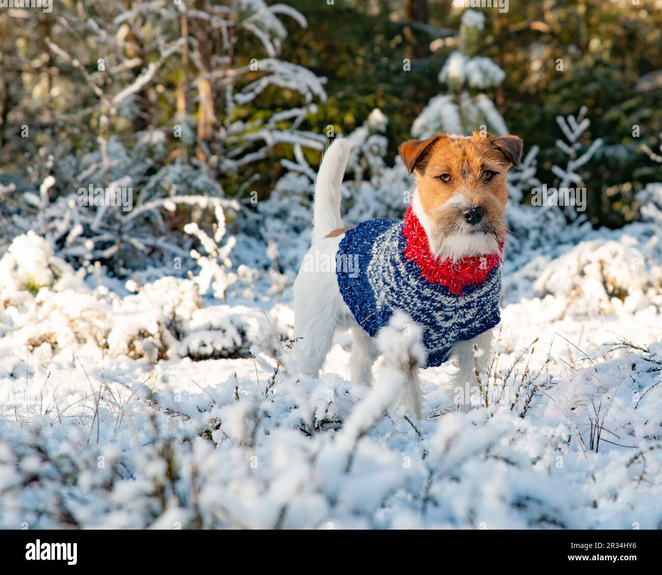 jack russell terrier in winter sweather Stock Photo Alamy