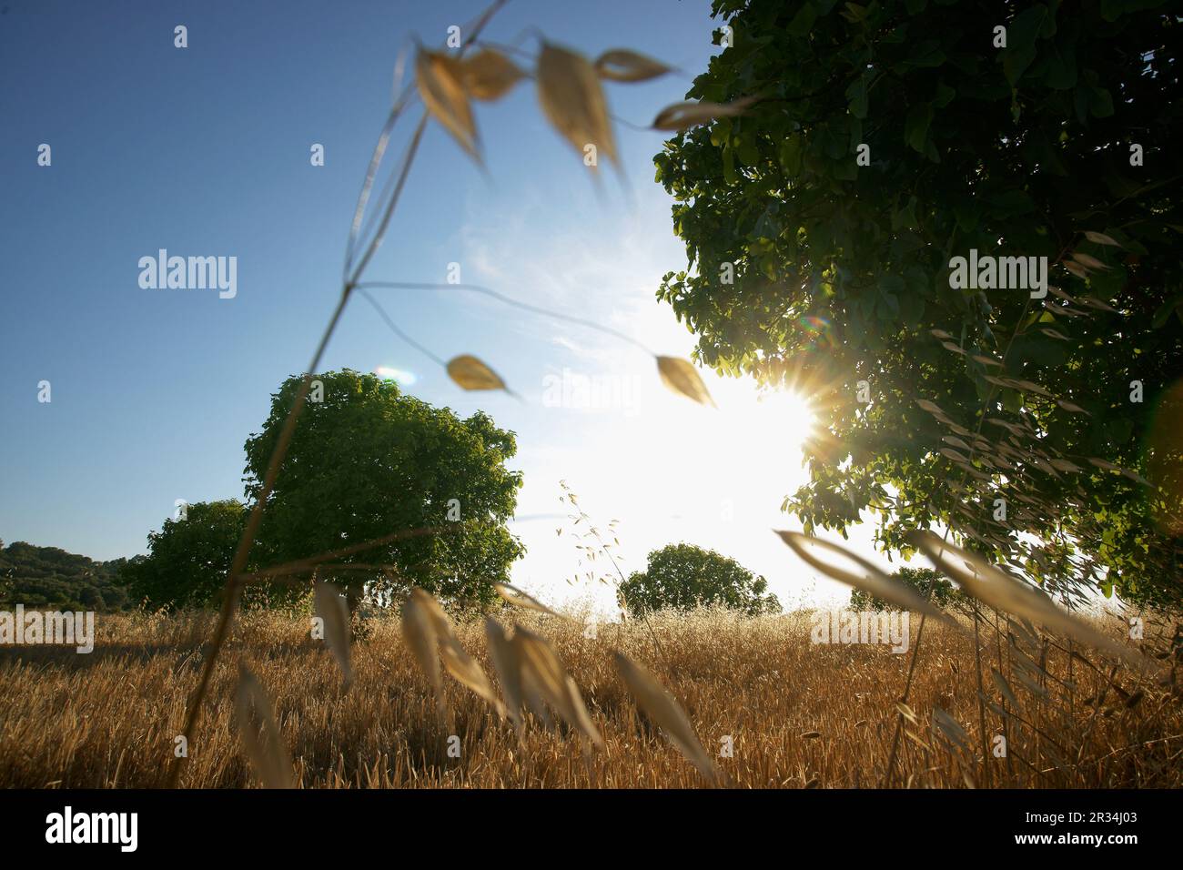 Hojas de cereales hi-res stock photography and images - Alamy
