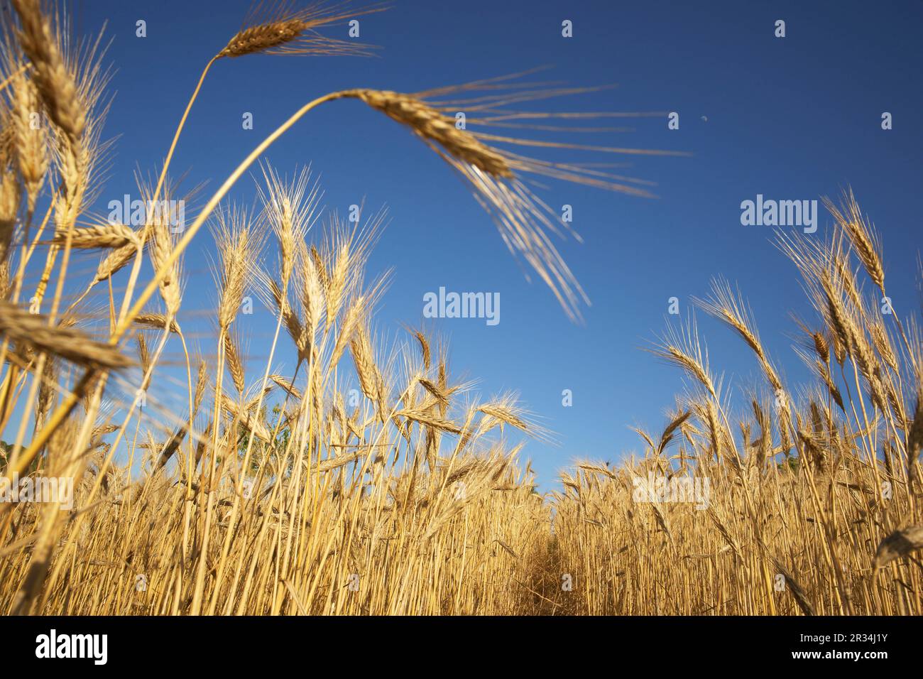 Hojas de cereales hi-res stock photography and images - Alamy