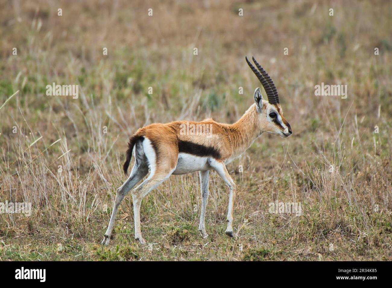 Male thomsons gazelle serengeti hi-res stock photography and images - Alamy