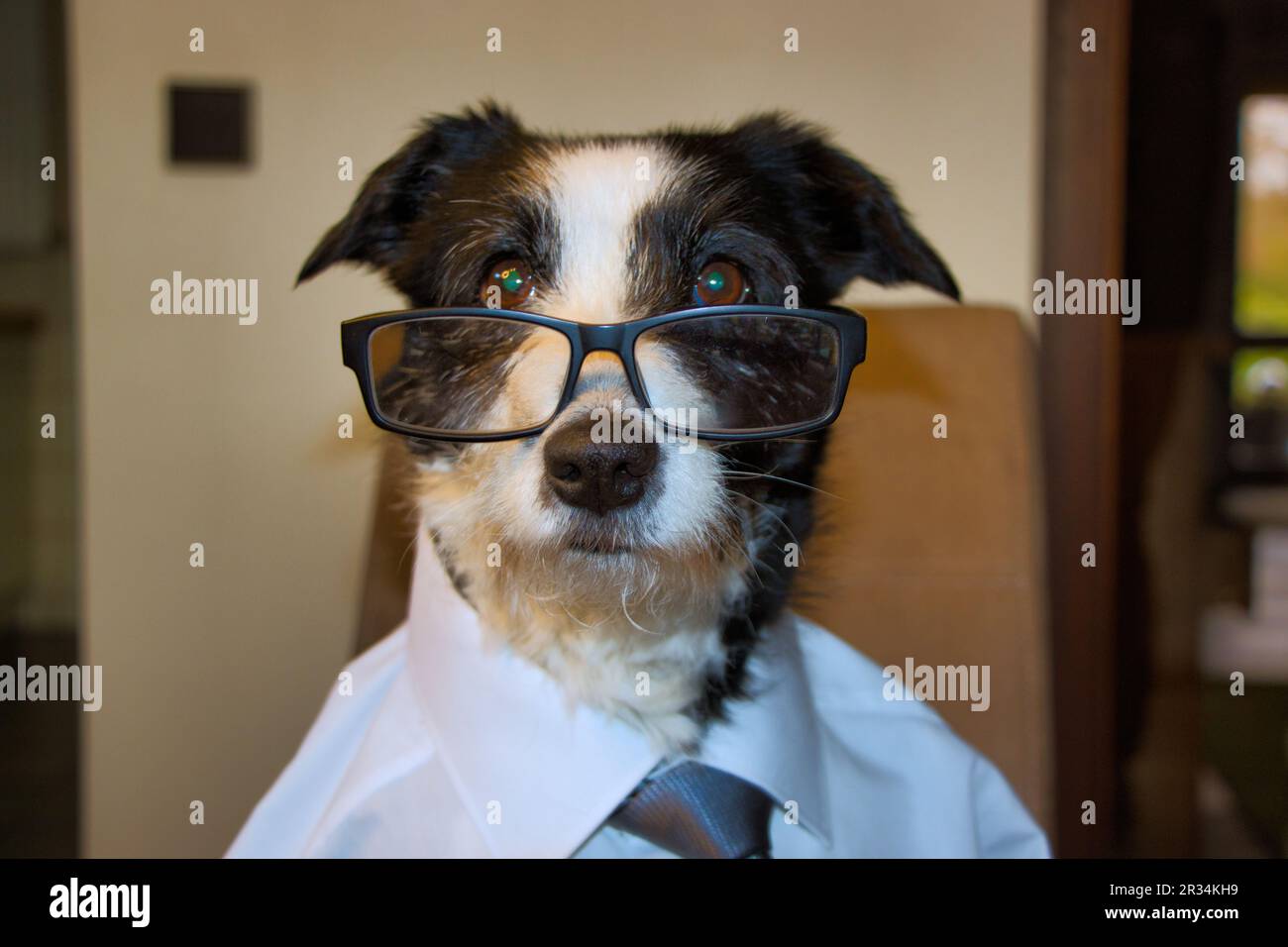 our dog is the boss Stock Photo