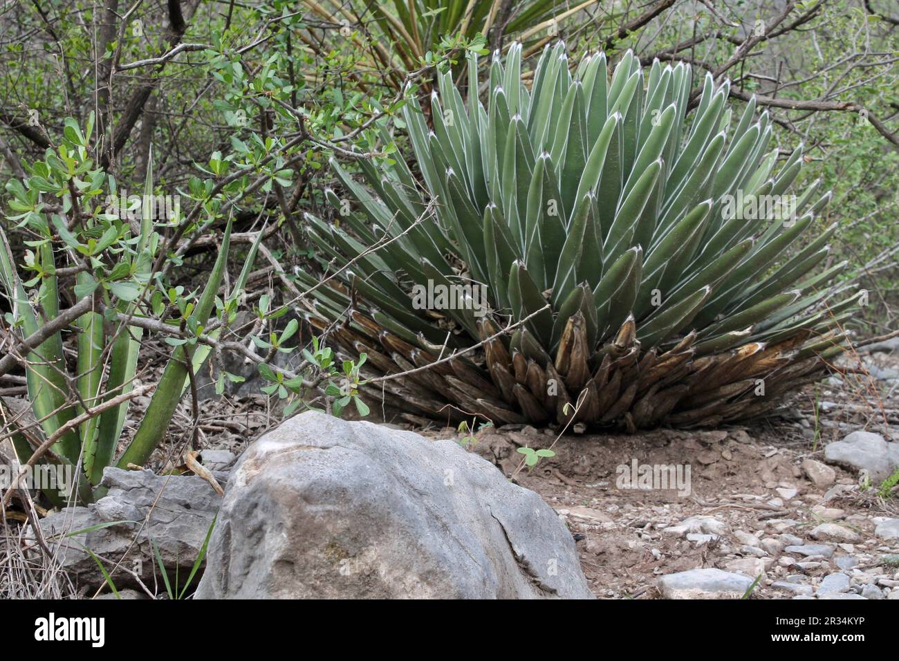 Elements of the nature Stock Photo