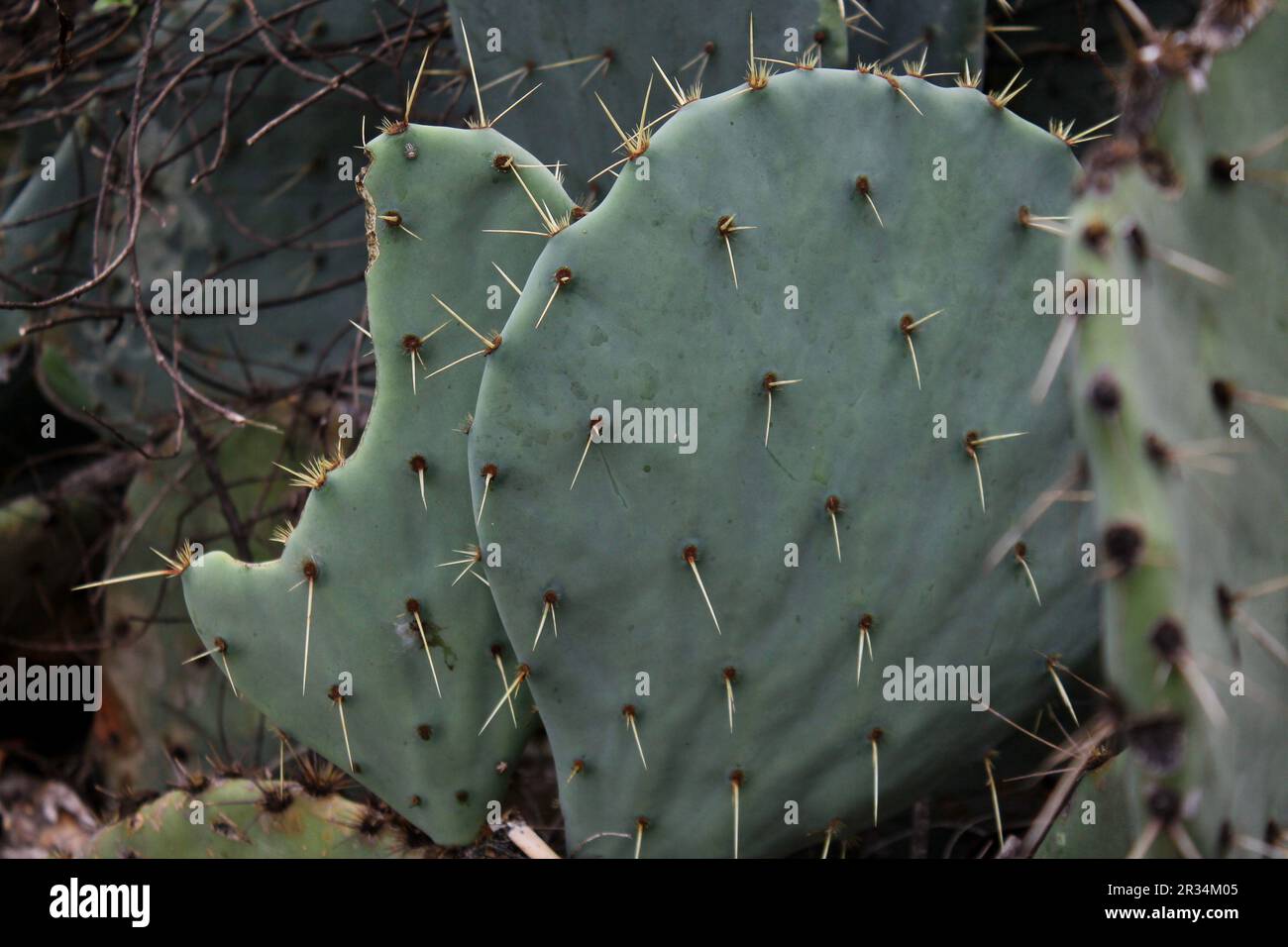 The Personality of a Cactus Stock Photo