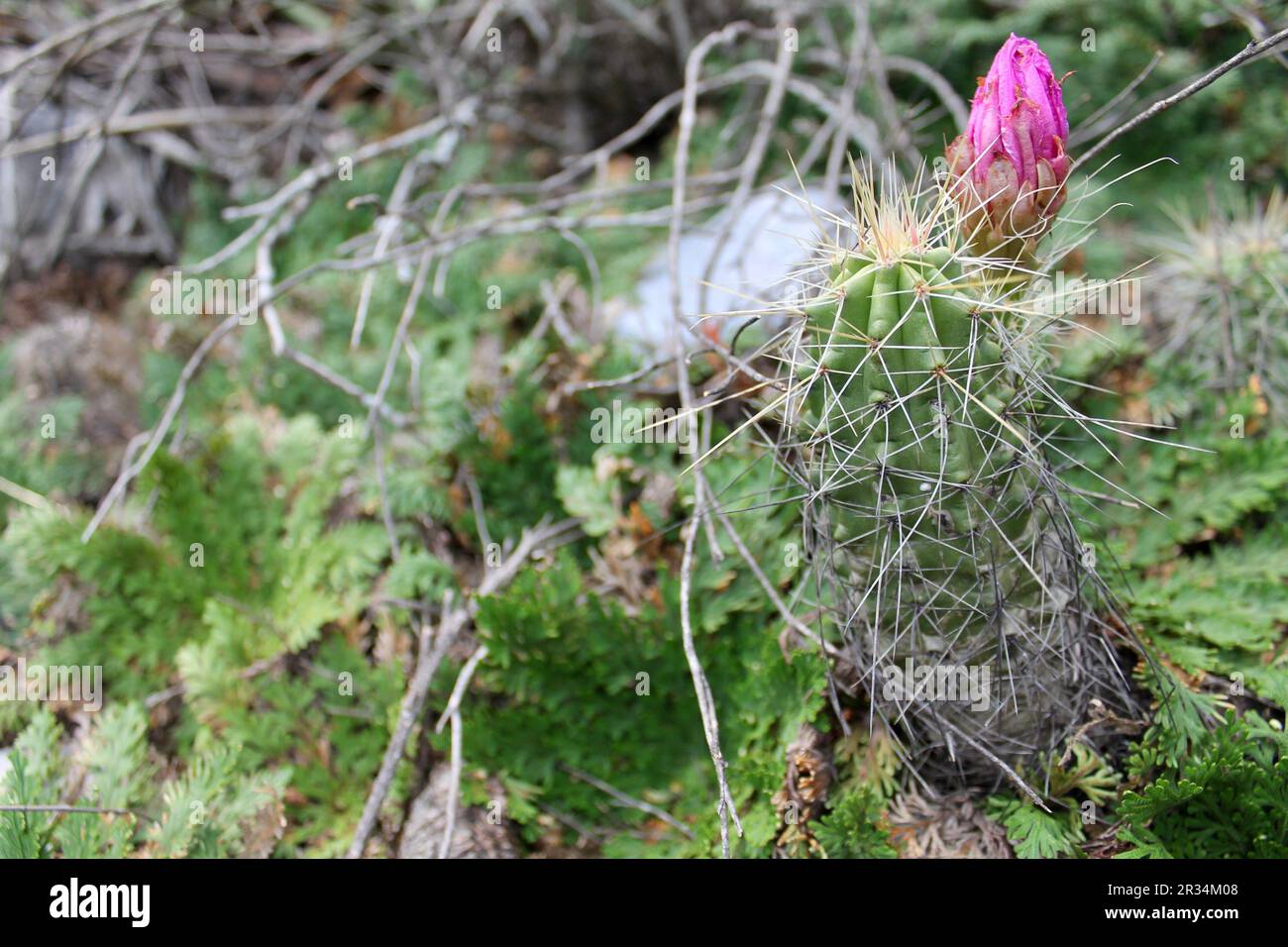 The resilience of a flower Stock Photo