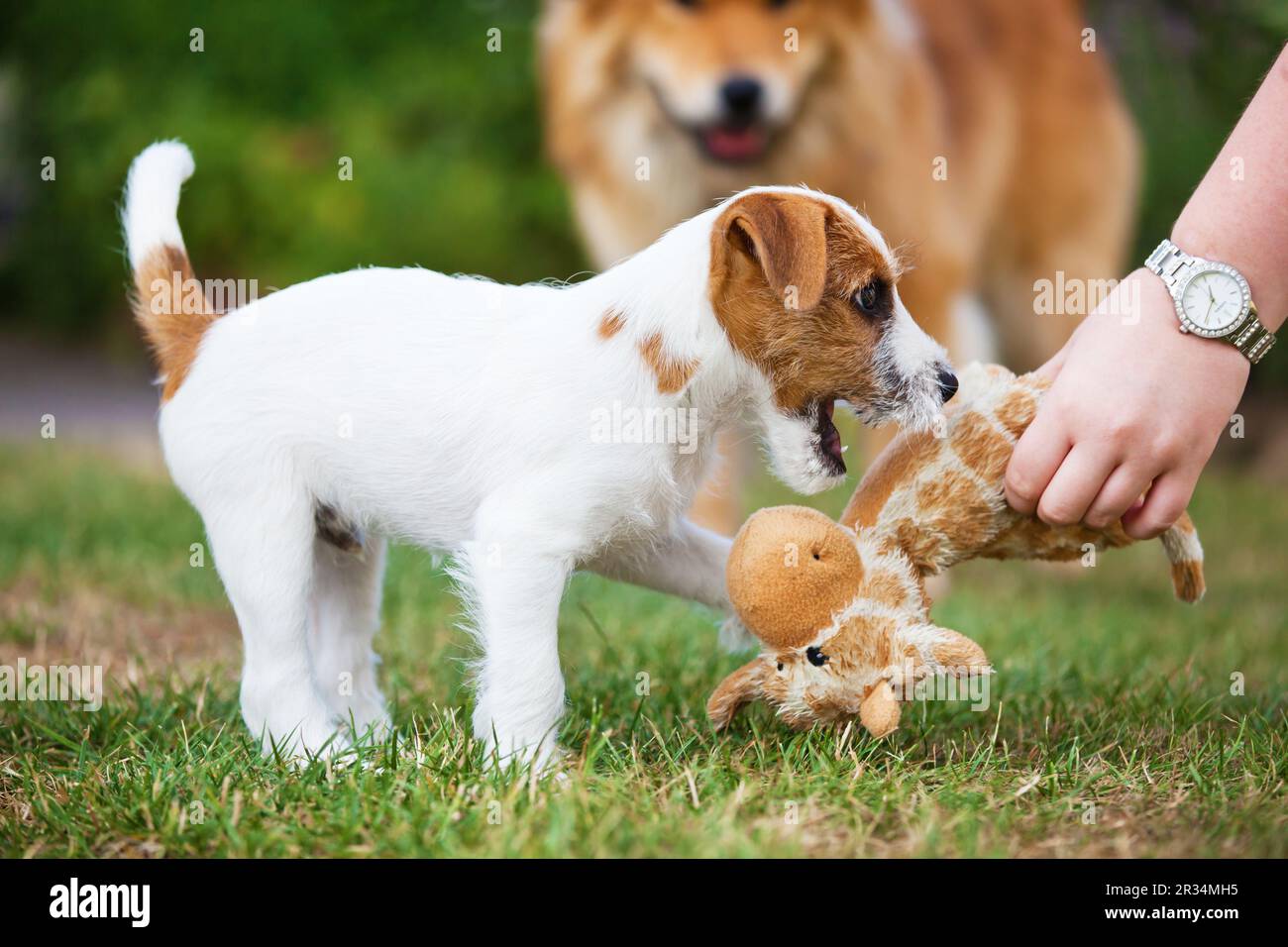 Parson Russell Terrier puppy Stock Photo
